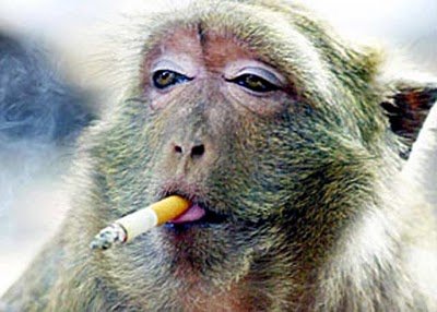 bahaya-merokok-rokok1-704047